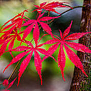 Autumn Japanese Maple Poster