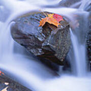 Autumn Leaf On Boulder, Little River Poster