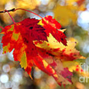 Autumn Leaves Poster