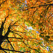Autumn Sky Poster