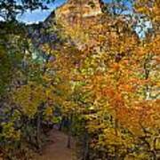 Autumn Trail In Zion Poster