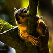 Awww Shucks- Fractal - Robbie The Squirrel Poster