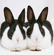 Baby Black-and-white Dutch Rabbits Poster