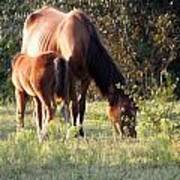 Baby Feeding From Mom While She Grazes In The Grass Poster