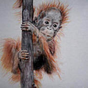 Baby Orangutan Poster