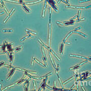 Bacillus Anthracis Poster