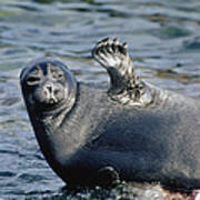 Baikal Seal Phoca Sibirica Resting Poster