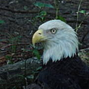 Bald Eagle Poster