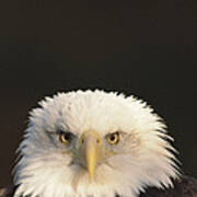 Bald Eagle Haliaeetus Leucocephalus Poster