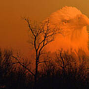 Bald Eagle Spirit Of Reelfoot Lake Poster