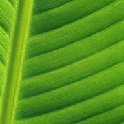 Banana Musa Sp Close Up Of Leaf Poster