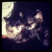 Bath Time! #cats #instacats #brothers Poster