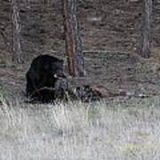Bear Eating An Elk Poster
