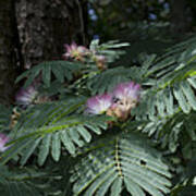 Beautiful Alabama Mimosa Silk Tree Poster