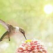 Beautiful Hummingbird Poster