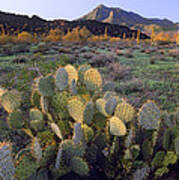 Beavertail Cactus With Picacho Mountain Poster