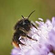 Bee In Pollen Poster