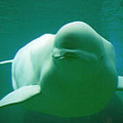 Beluga Whale Poster