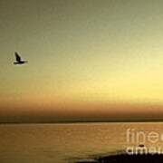 Bird At Sunrise - Sepia Poster