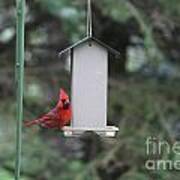 Bird Feeder 05 Poster