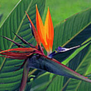 Bird Of Paradise Poster