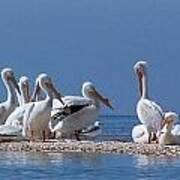 Birds Pelicans Of Cedar Key Poster