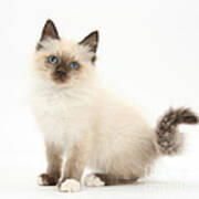 Birman-cross Kitten Poster