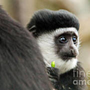 Black And White Colubus Monkey Poster