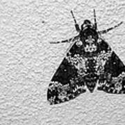 Black And White Moth Poster