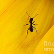 Black Ant On Sunflower Petal Poster