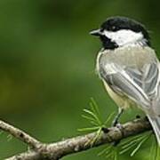 Black Capped Chickadee Poster