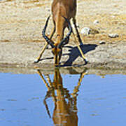 Black-faced Impala Poster