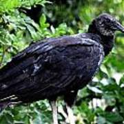Black Vulture At The Everglades Poster