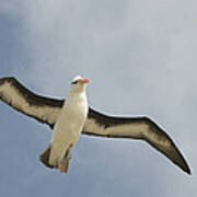 Blackbrowed Albatross Flying Falkland Poster