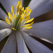 Bloodroot In Sunbeam Poster