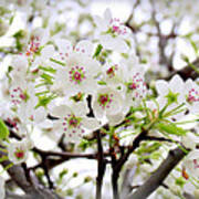 Blooming Ornamental Tree Poster