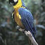 Blue And Gold Macaw Honduras Poster