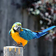 Blue And Gold Macaw Poster
