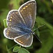 Blue Butterfly (polyommatus Icarus) Poster