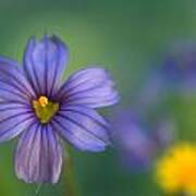 Blue Eyed Grass Poster