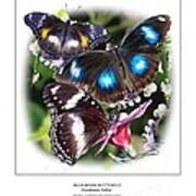 Blue Moon Butterfly Poster