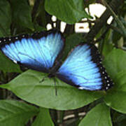 Blue Morpho Butterfly Ii. Poster