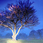Blue Ridge - Trees In Fog At Night Iv Poster