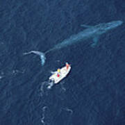Blue Whale With Research Boat Santa Poster