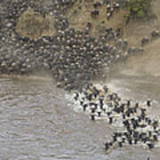 Blue Wildebeest Migrating Across Mara Poster