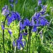 Bluebell Cluster Poster