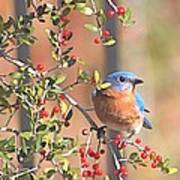 Bluebird In Yaupon Holly Tree Poster