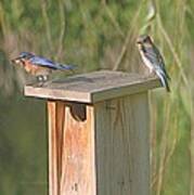Bluebird Snack Time Poster