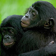 Bonobo Pan Paniscus Pair Of Orphans Poster