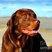 Bosco At The Beach Poster by Michelle Wrighton